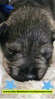 A'Lord , a male Miniature Schnauzer for sale in Athens, AL – 9 of 9