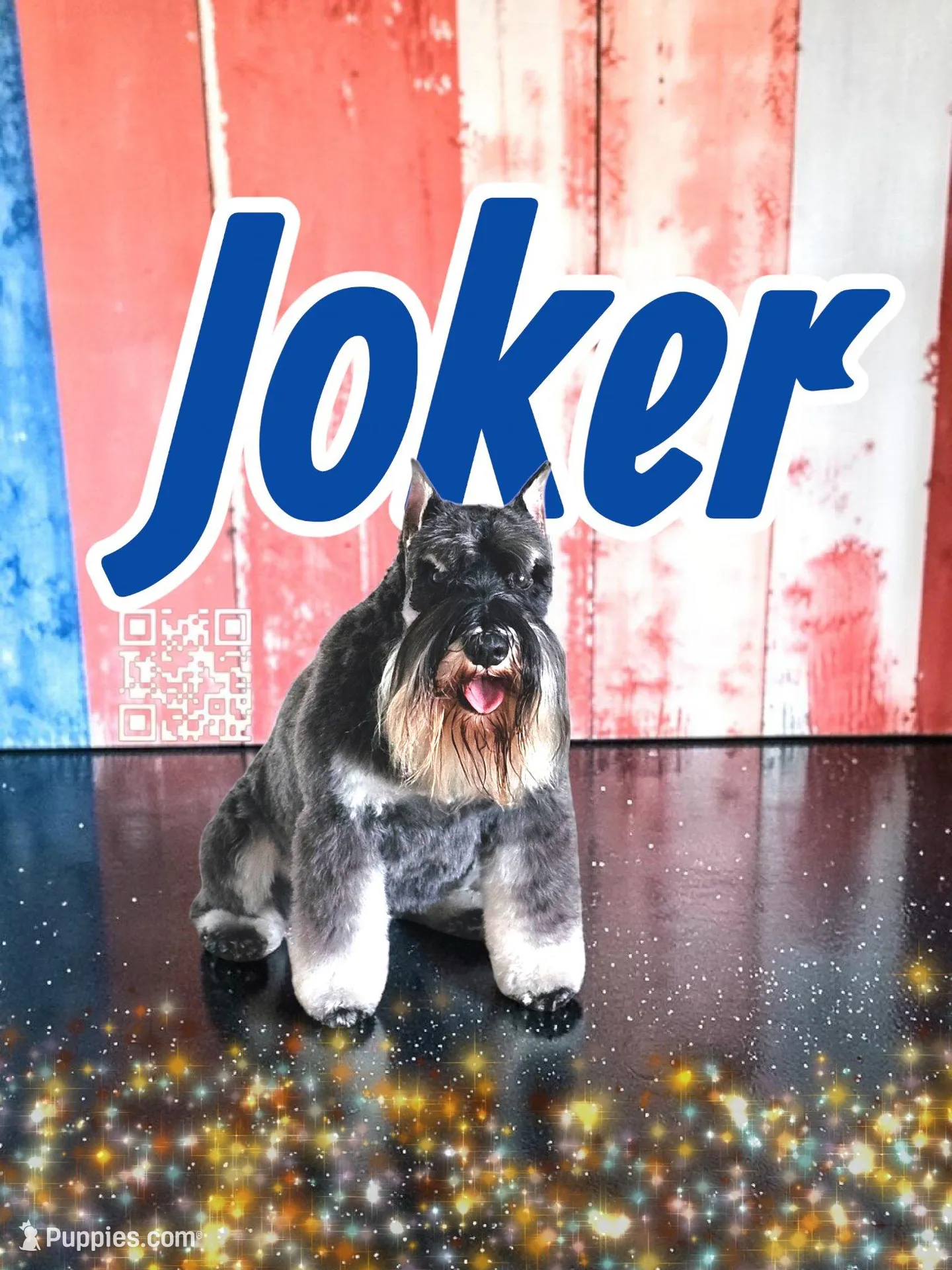 A'Lord , a  Miniature Schnauzer for sale in Athens, AL – 2 of 4