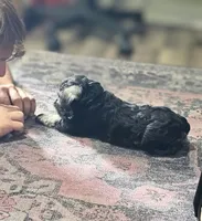 A'Lord , a male Miniature Schnauzer for sale in Athens, AL – 7 of 10