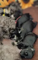 A'Lord , a male Miniature Schnauzer for sale in Athens, AL – 4 of 9
