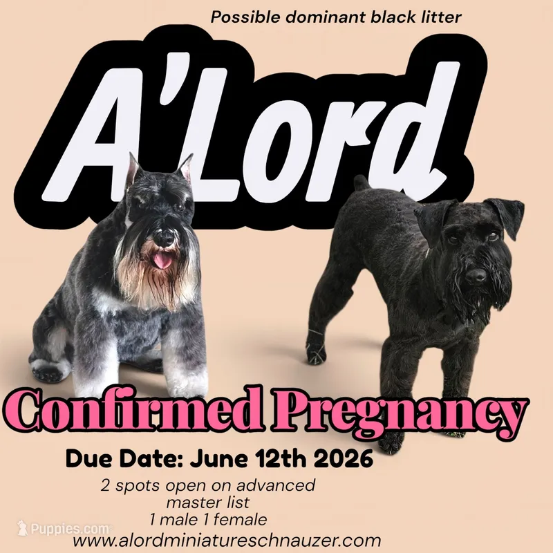 A'Lord  – Miniature Schnauzer puppy for sale in Athens, AL