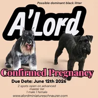 A'Lord , a  Miniature Schnauzer for sale in Athens, AL – 1 of 6
