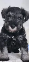 A'Lord , a male Miniature Schnauzer for sale in Athens, AL – 2 of 3