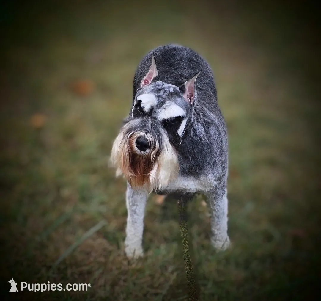 A'Lord , a  Miniature Schnauzer for sale in Athens, AL – 6 of 6
