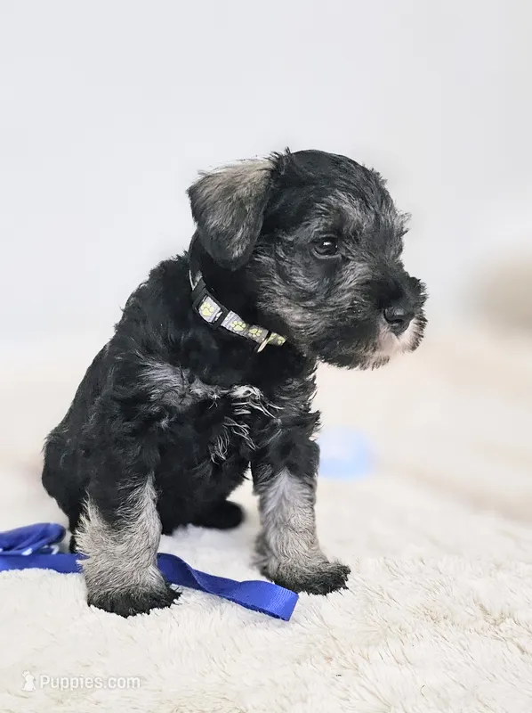 A'Lord  – Miniature Schnauzer puppy for sale in Athens, AL