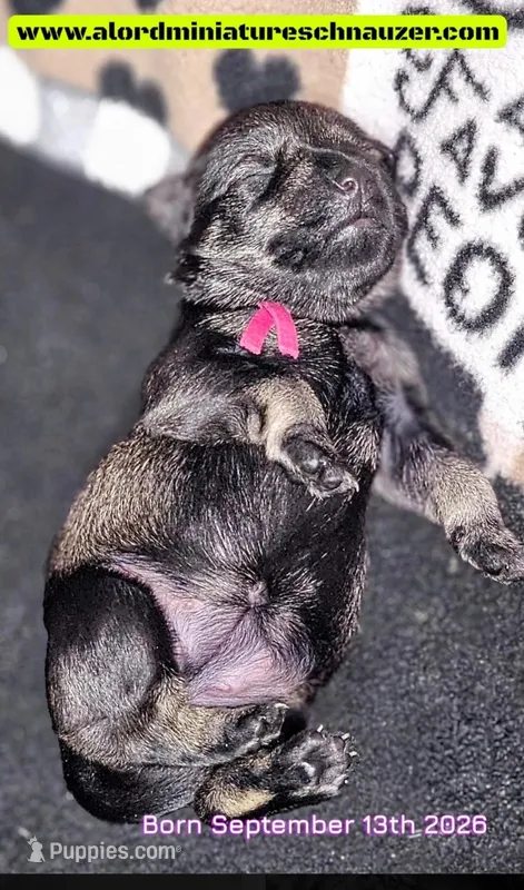 A'Lord  – Miniature Schnauzer puppy for sale in Athens, AL