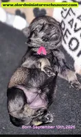 A'Lord , a male Miniature Schnauzer for sale in Athens, AL – 6 of 9