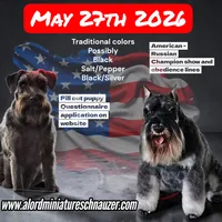 A'Lord , a male Miniature Schnauzer for sale in Athens, AL – 4 of 4