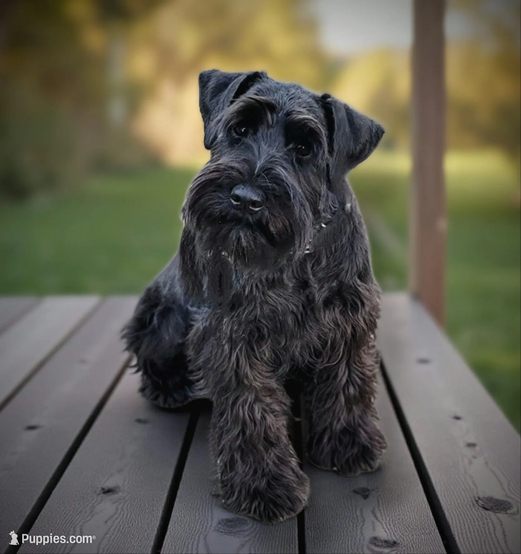 A'Lord , a  Miniature Schnauzer for sale in Athens, AL – 5 of 6