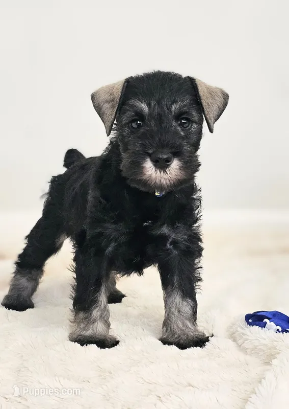A'Lord  – Miniature Schnauzer puppy for sale in Athens, AL
