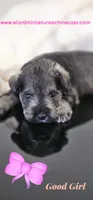 A'Lord , a female Miniature Schnauzer for sale in Athens, AL – 2 of 3