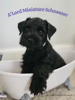 A'Lord, a  Miniature Schnauzer for sale in Athens, AL – Photo 5 of 10