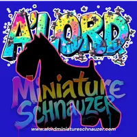 A'Lord, a  Miniature Schnauzer for sale in Athens, AL – Photo 2 of 10