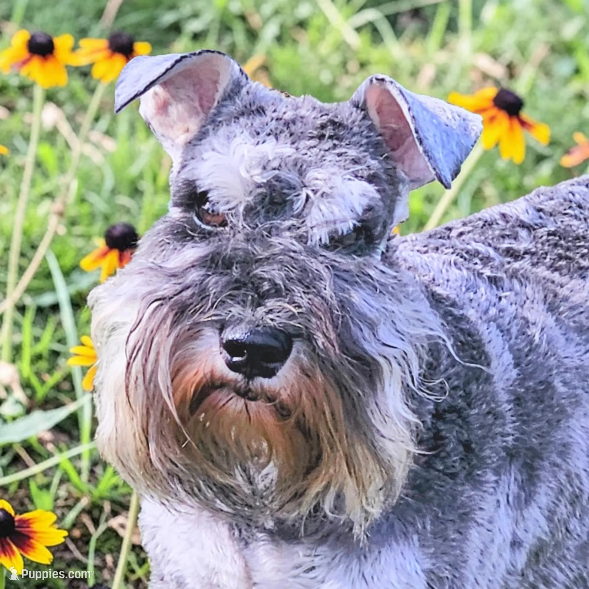 A'Lord, a  Miniature Schnauzer for sale in Athens, AL – Photo 10 of 10