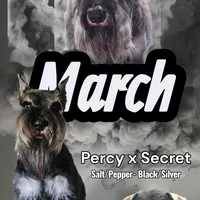 A'Lord, a  Miniature Schnauzer for sale in Athens, AL – Photo 9 of 10