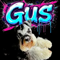 A'Lord, a  Miniature Schnauzer for sale in Athens, AL – Photo 5 of 10