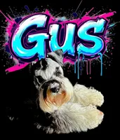 A'Lord, a  Miniature Schnauzer for sale in Athens, AL – Photo 7 of 10