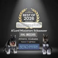 A'Lord, a  Miniature Schnauzer for sale in Athens, AL – Photo 8 of 10