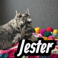 A'Lord, a  Miniature Schnauzer for sale in Athens, AL – Photo 7 of 10