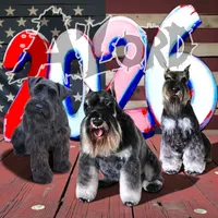 A'Lord, a  Miniature Schnauzer for sale in Athens, AL – Photo 1 of 10