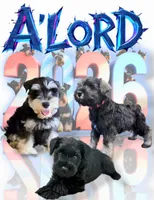 A'Lord, a  Miniature Schnauzer for sale in Athens, AL – Photo 8 of 10