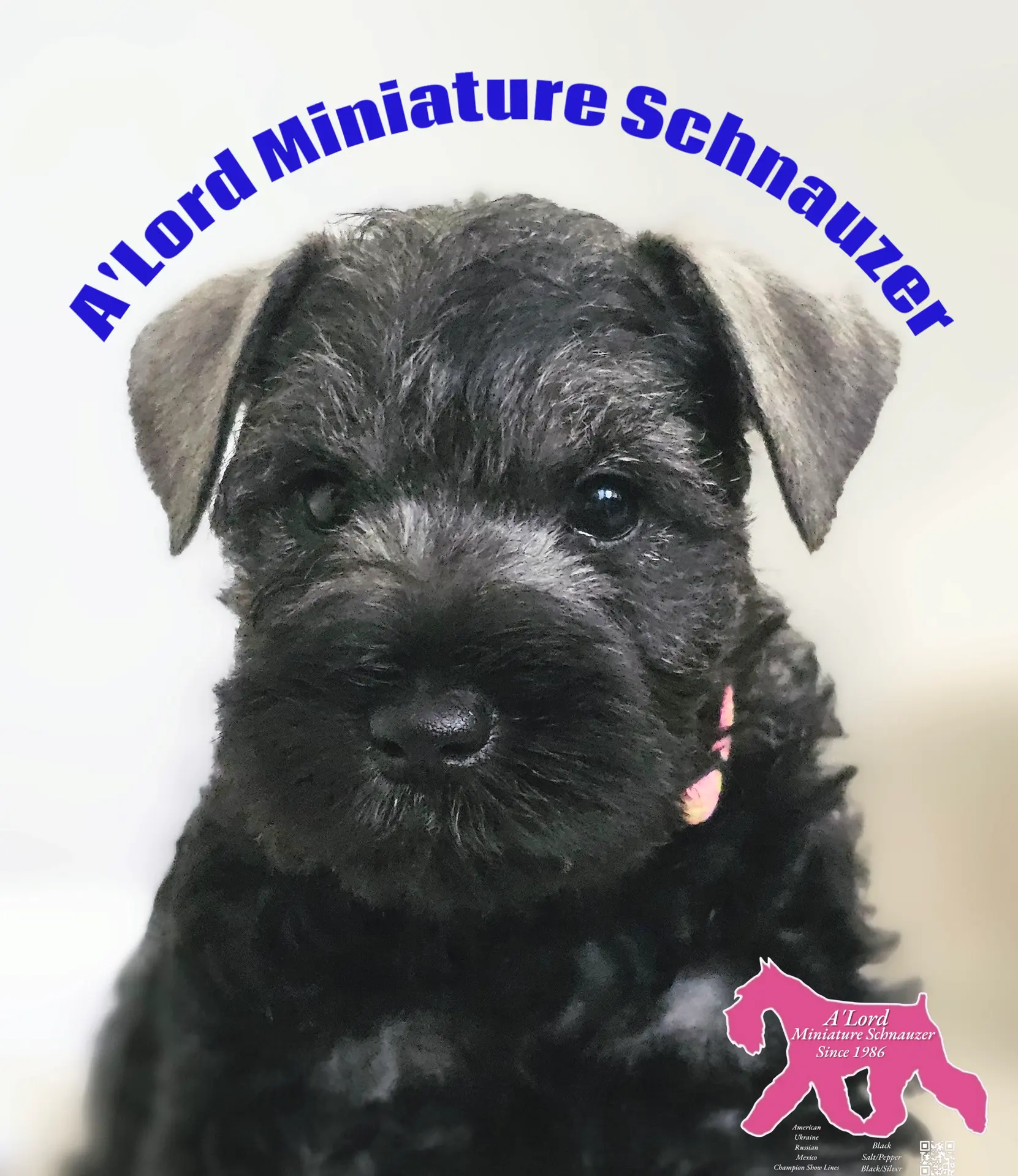 A'Lord, a  Miniature Schnauzer for sale in Athens, AL – Photo 4 of 10