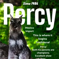 A'Lord, a  Miniature Schnauzer for sale in Athens, AL – Photo 6 of 10