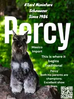 A'Lord, a  Miniature Schnauzer for sale in Athens, AL – Photo 6 of 10