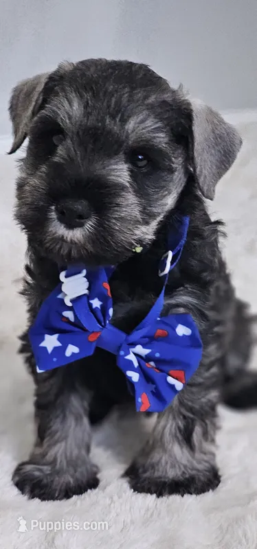 A'Lord  – Miniature Schnauzer puppy for sale in Athens, AL