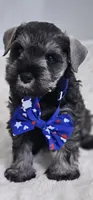 A'Lord , a male Miniature Schnauzer for sale in Athens, AL – 1 of 9