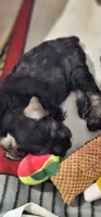 A'Lord , a male Miniature Schnauzer for sale in Athens, AL – 10 of 10