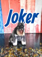 A'Lord , a male Miniature Schnauzer for sale in Athens, AL – 5 of 6