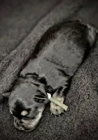 A'Lord , a male Miniature Schnauzer for sale in Athens, AL – 2 of 6