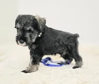 A'Lord , a male Miniature Schnauzer for sale in Athens, AL – 3 of 3
