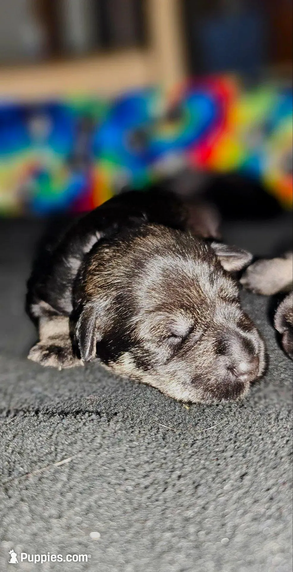 A'Lord, a male Miniature Schnauzer for sale in Athens, AL – Photo 7 of 7