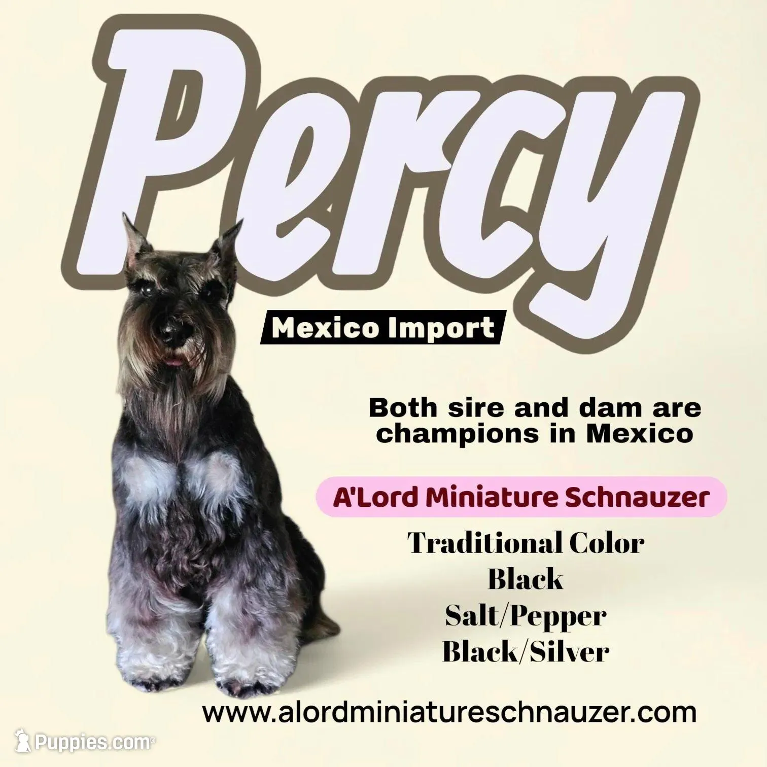 A'Lord – Miniature Schnauzer puppy for sale in Athens, AL