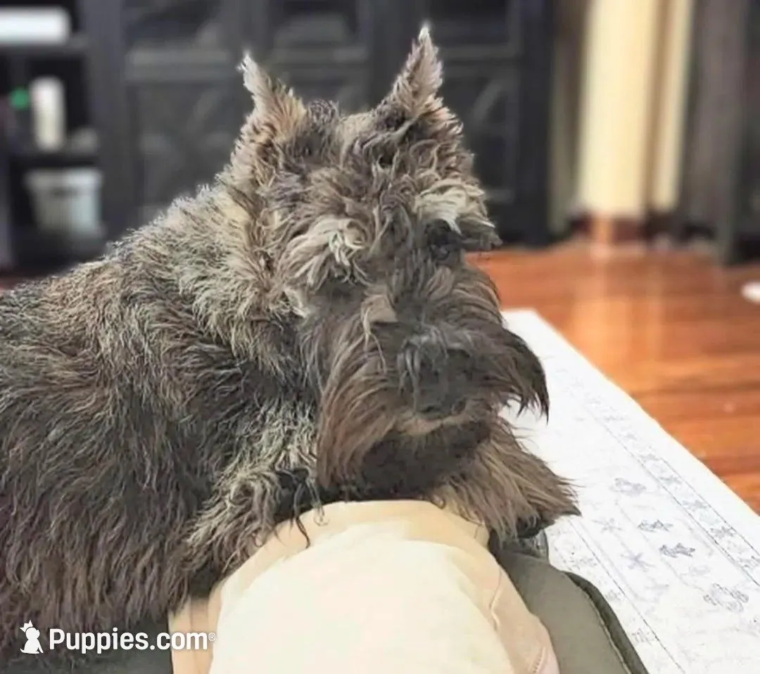 A'Lord, a male Miniature Schnauzer for sale in Athens, AL – Photo 6 of 7