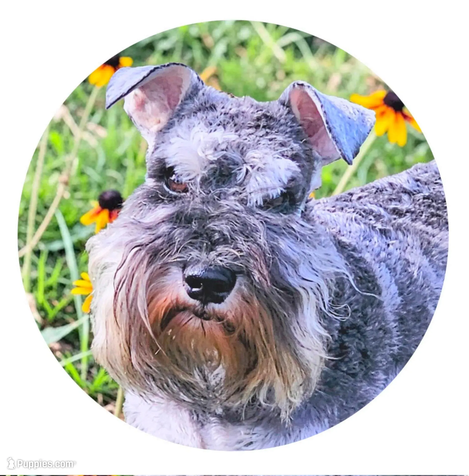 A'Lord, a male Miniature Schnauzer for sale in Athens, AL – Photo 2 of 7