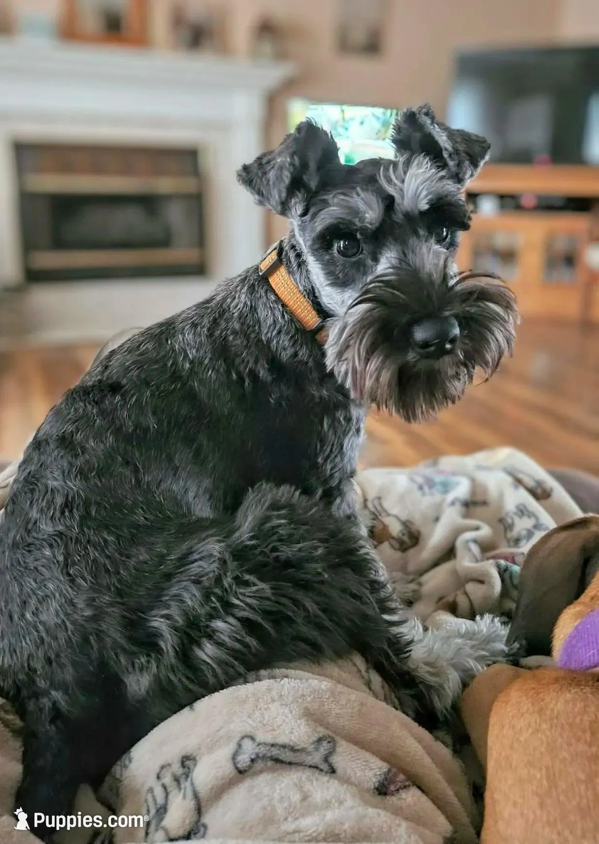 A'Lord, a male Miniature Schnauzer for sale in Athens, AL – Photo 5 of 7