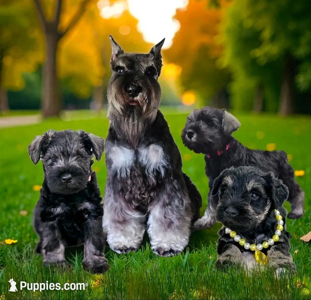 A'Lord, a male Miniature Schnauzer for sale in Athens, AL – Photo 4 of 7