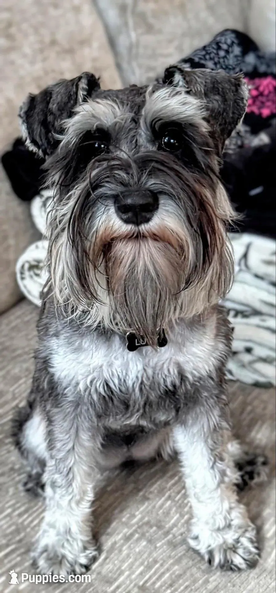 A'Lord, a male Miniature Schnauzer for sale in Athens, AL – Photo 3 of 7