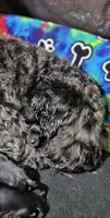 A'Lord , a male Miniature Schnauzer for sale in Athens, AL – 5 of 9