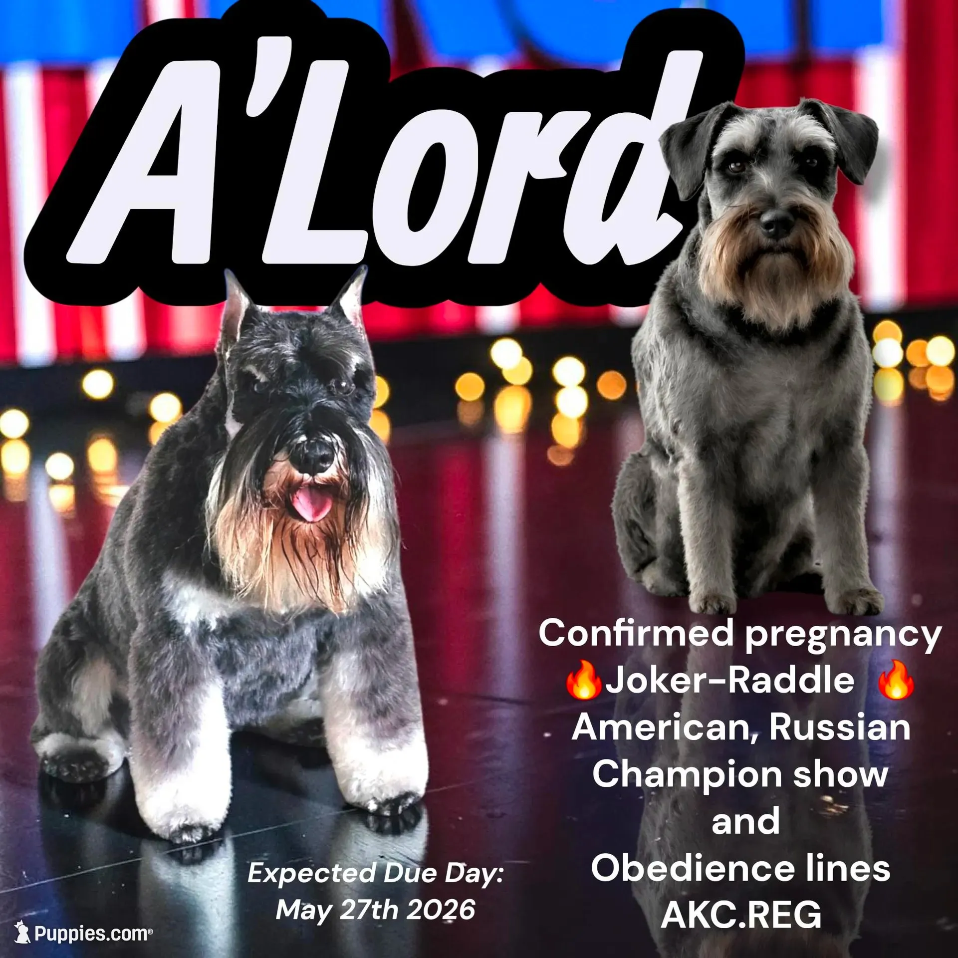 A'Lord , a male Miniature Schnauzer for sale in Athens, AL – 7 of 9