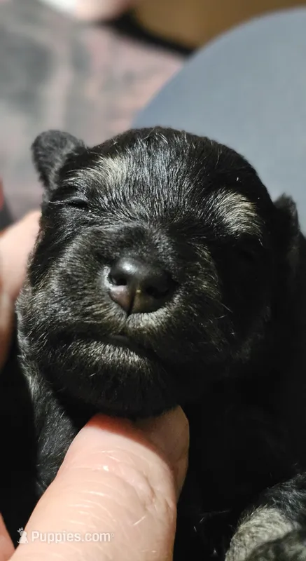 A'Lord  – Miniature Schnauzer puppy for sale in Athens, AL