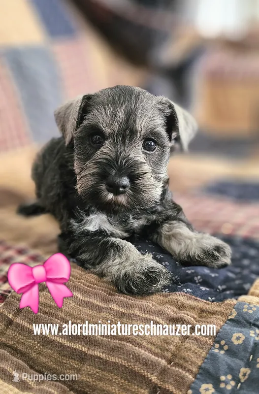 A'Lord  – Miniature Schnauzer puppy for sale in Athens, AL