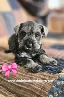 A'Lord , a female Miniature Schnauzer for sale in Athens, AL – 1 of 3