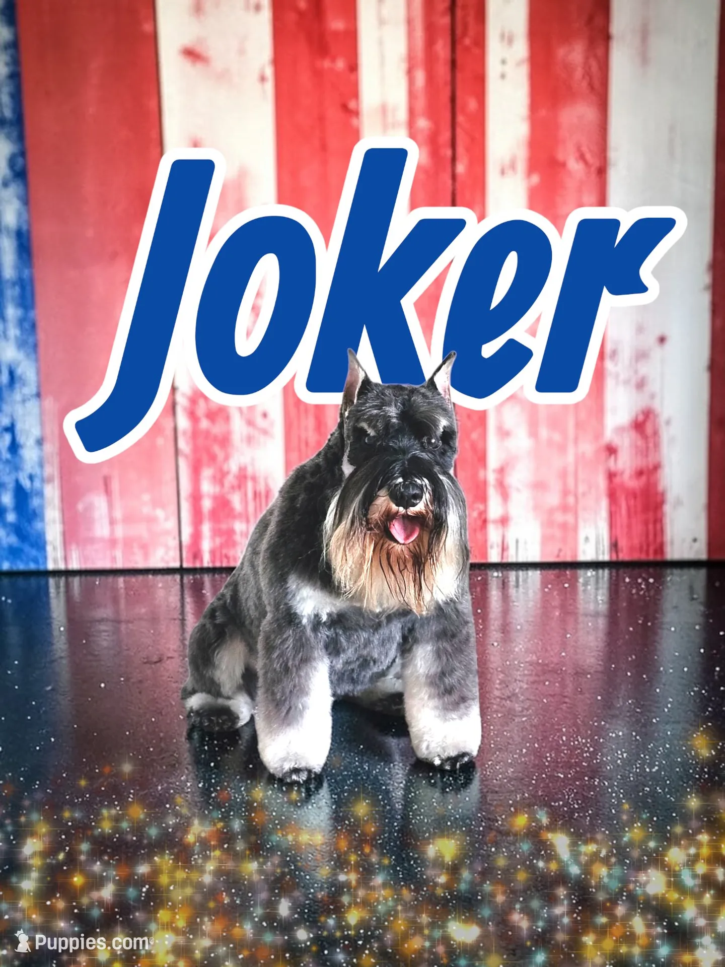 A'Lord , a  Miniature Schnauzer for sale in Athens, AL – 3 of 6