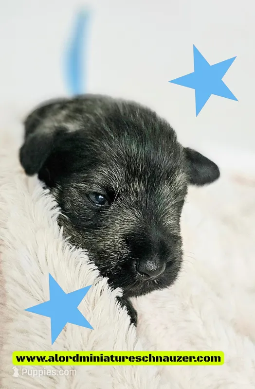 A'Lord  – Miniature Schnauzer puppy for sale in Athens, AL