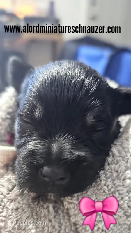 A'Lord  – Miniature Schnauzer puppy for sale in Athens, AL