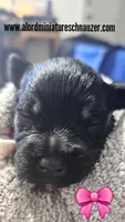 A'Lord , a female Miniature Schnauzer for sale in Athens, AL – 1 of 1